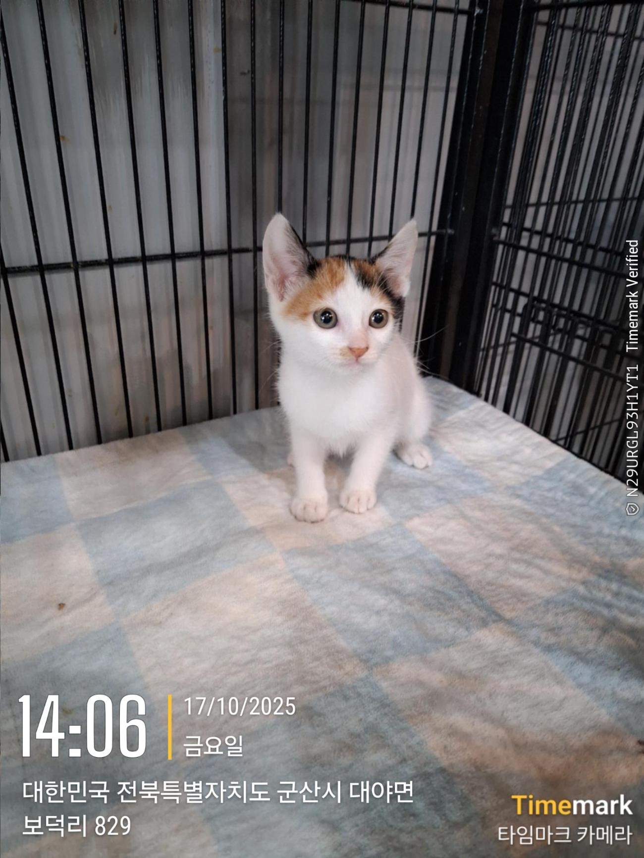 종료(입양) 믹스묘…